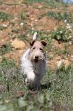 FOX TERRIER 147